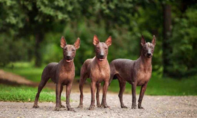 Are Jagerhund Antler Chews the best dog chews ever? – Film Daily
