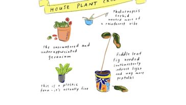 House Plant Crime Scenes